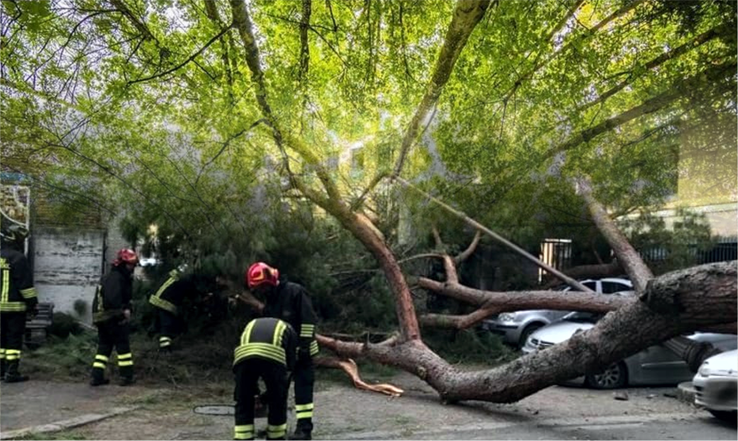 Sicurezza delle alberature nell'area metropolitana di Roma Capitale